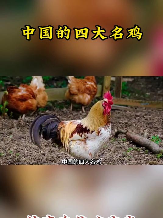 养生科普：中国的四大名鸡
