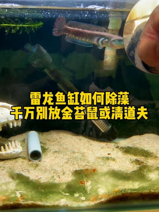 雷龙鱼缸如何除藻?千万别放金苔鼠或者清道夫