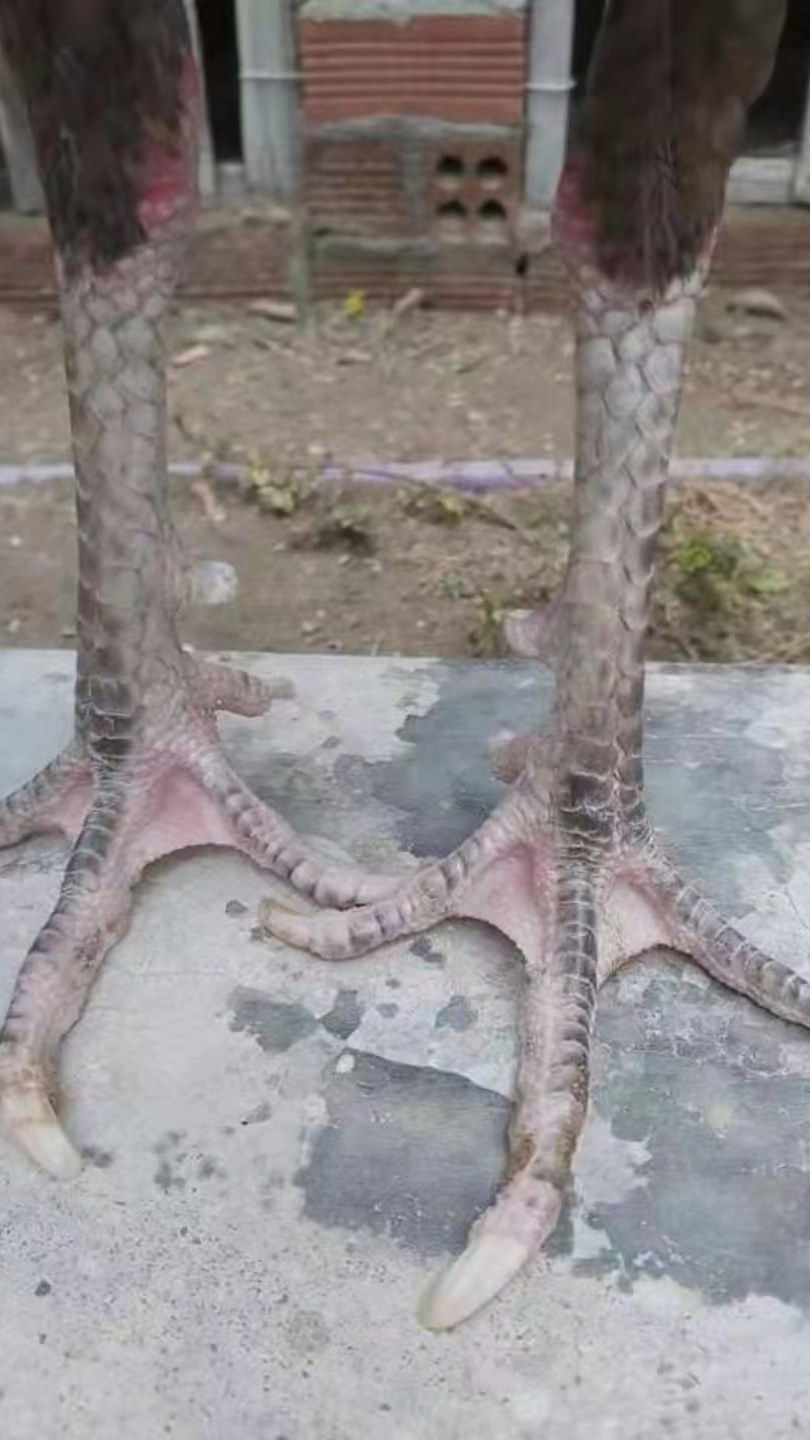 火烧毛越南斗鸡,颜值与实力并存