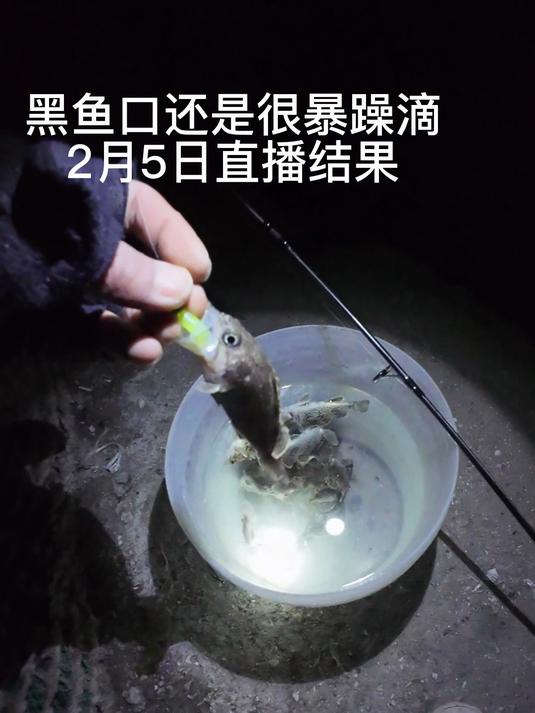 海钓黑头也可以像拉白条一样简单