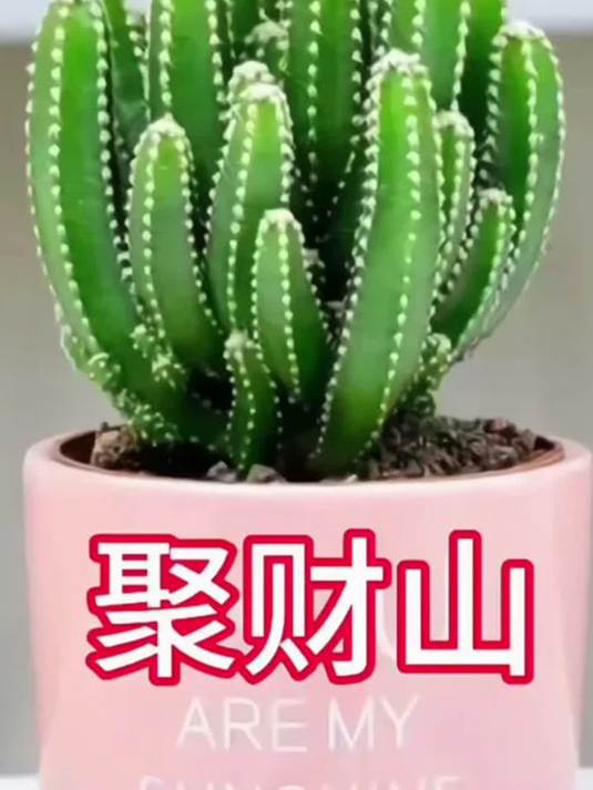 多肉盆栽:仙人掌万重山招财手,扮靓客厅书桌
