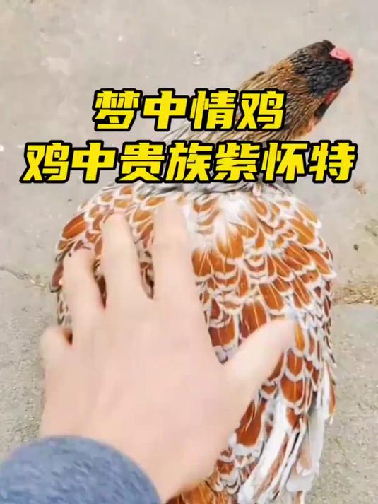 无数男人心中的梦中情鸡——紫怀特！咱们来了！