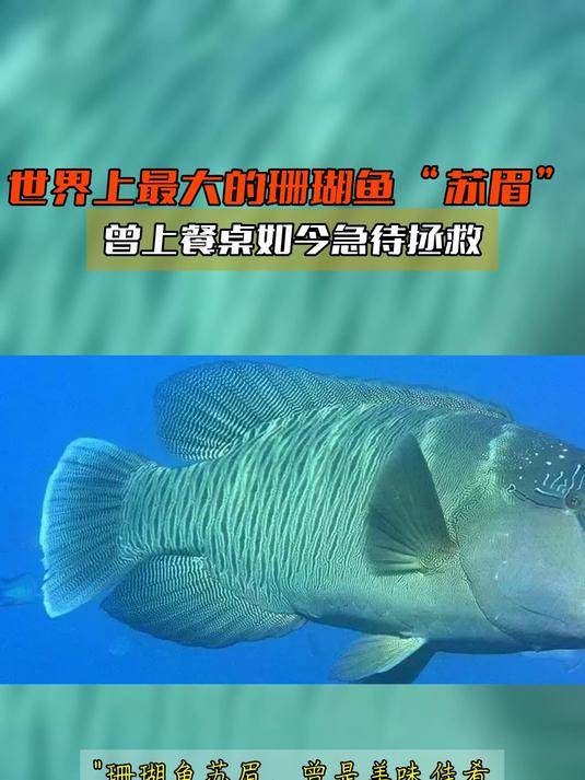 世界上最大的珊瑚鱼“苏眉”,曾上餐桌如今急待拯救