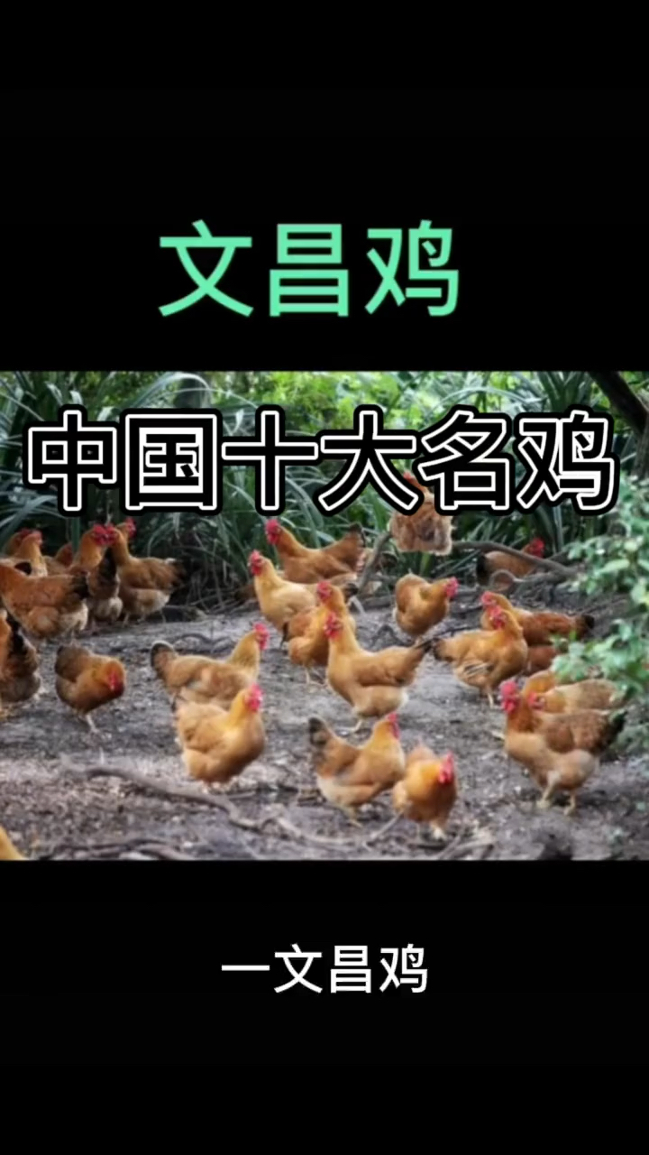 中国十大名鸡