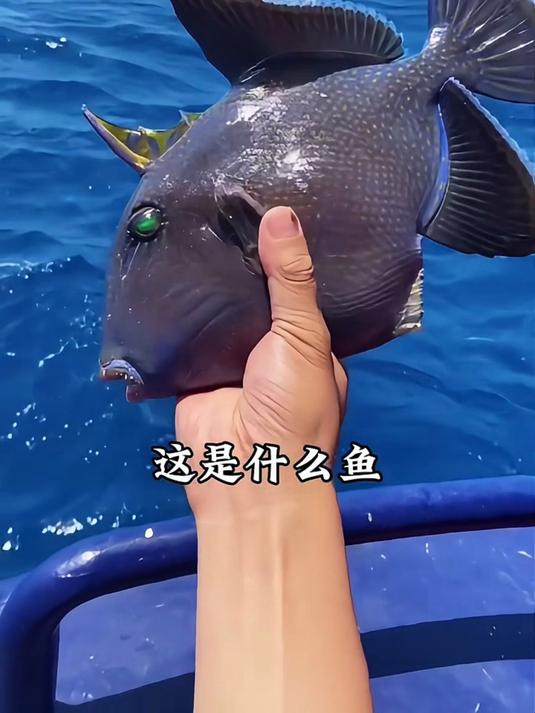 分享特别漂亮的15种海鱼，你最喜欢哪一种？