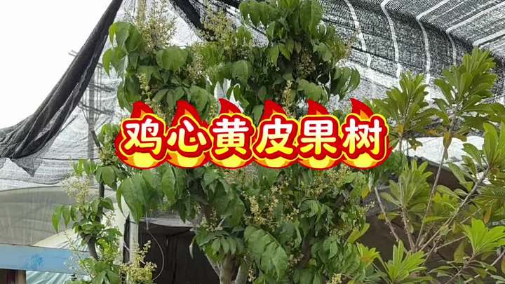 一身都是宝的鸡心黄皮,口感九分甜一分酸,树形非常漂亮 黄皮树