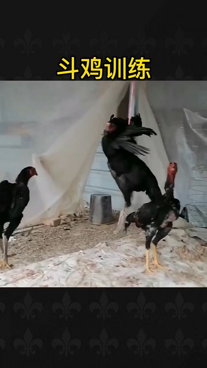 斗鸡训练方法