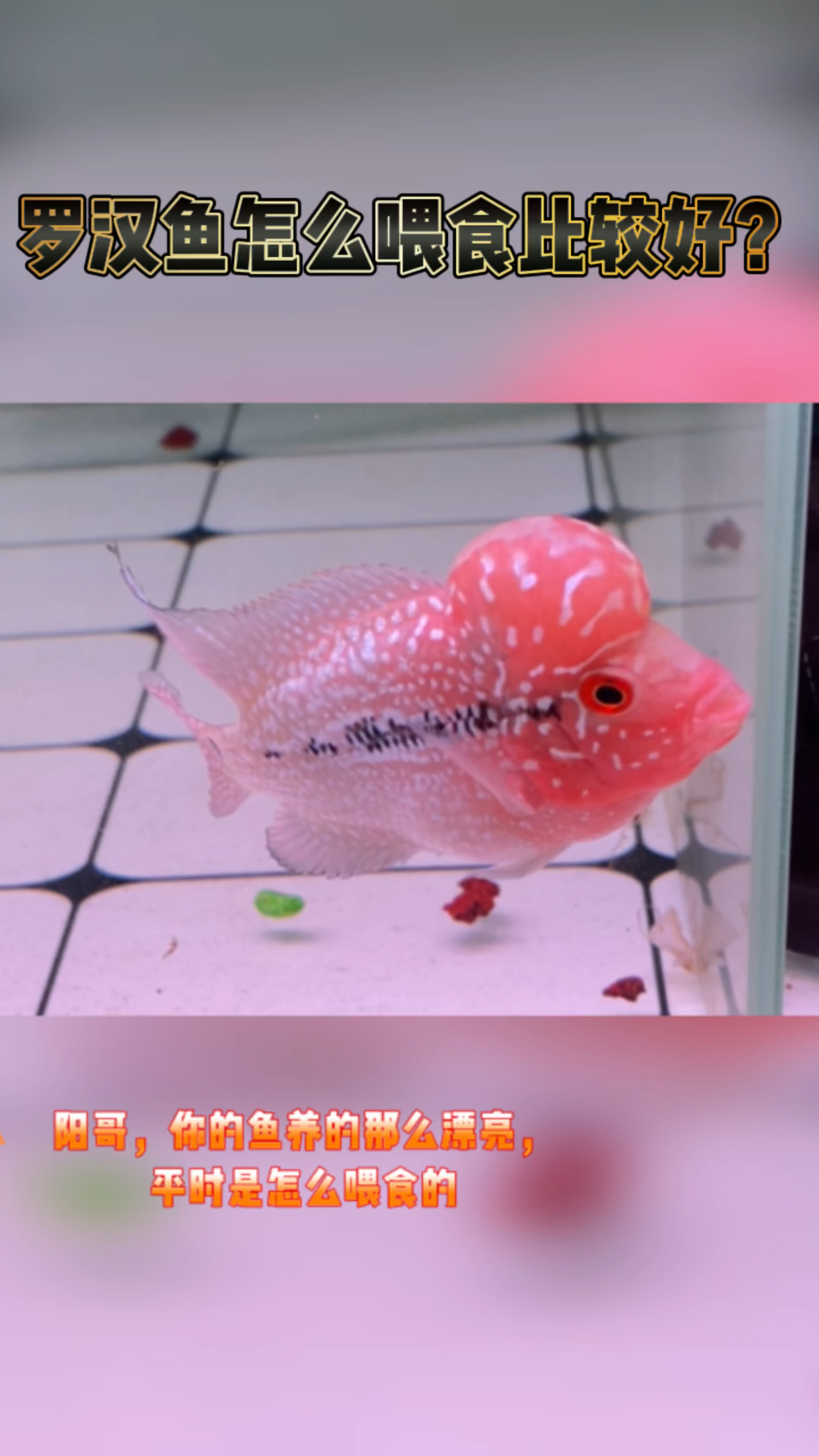 罗汉鱼喂食小技巧