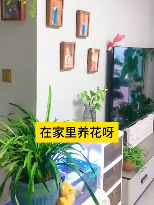 园艺骨粉促花保果,养花种菜人公认的促花神器,不烧根和苗!