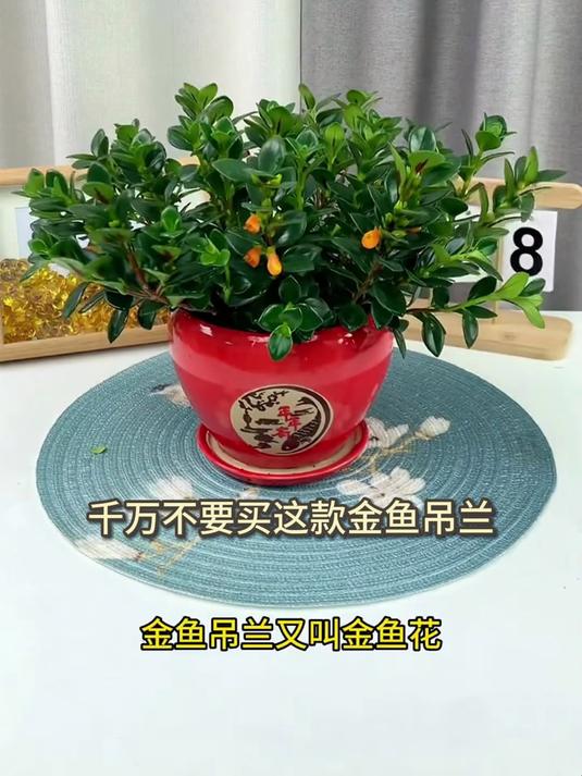 睡眠好帮手到了,金鱼吊兰夜间释氧,卧室增添宁静气息!