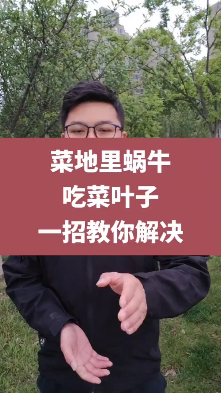 菜地里蜗牛吃菜叶子一招教你解决