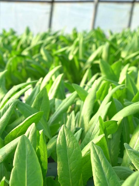 水培种植叶菜与土壤栽培管理不同
