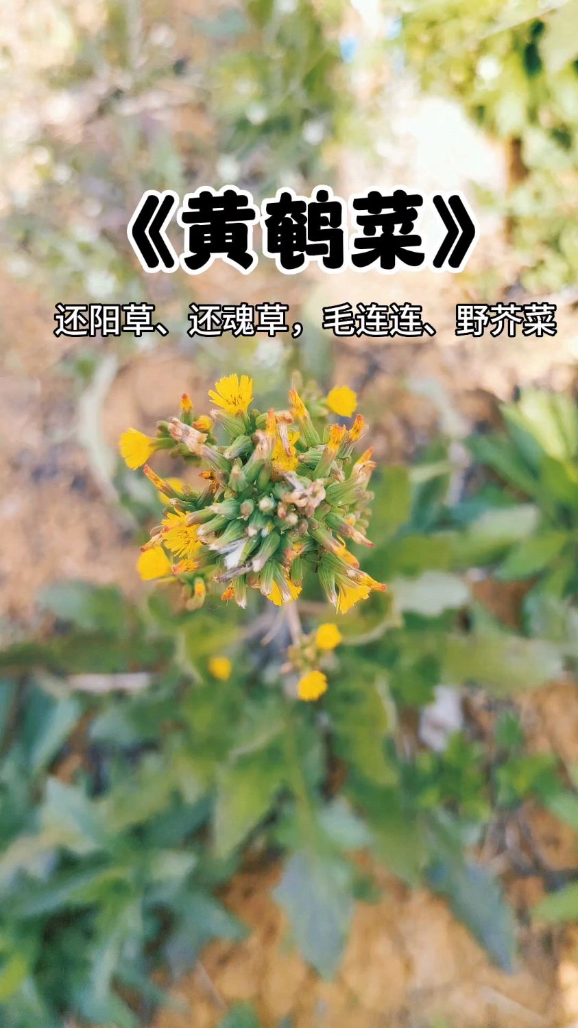 这种野菜学名叫黄鹌菜,你们那叫什么名字?