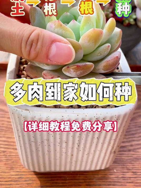 种植小方法