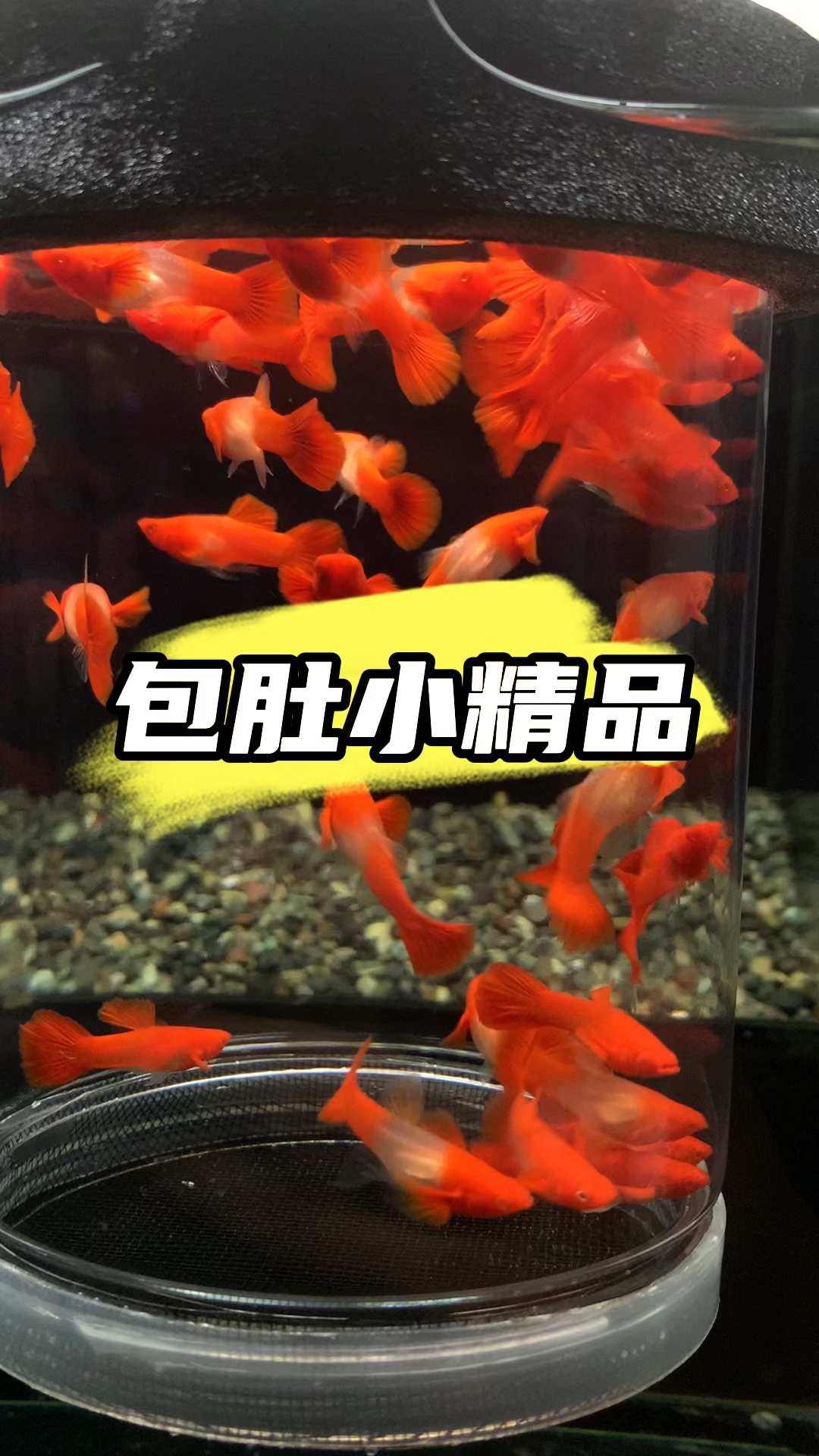双分水鸿运当头孔雀鱼 #鸿运当头 #养鱼日记 #观赏鱼