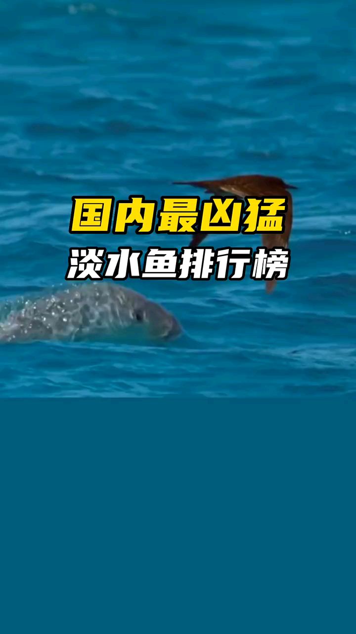 国内最凶猛淡水鱼排行。