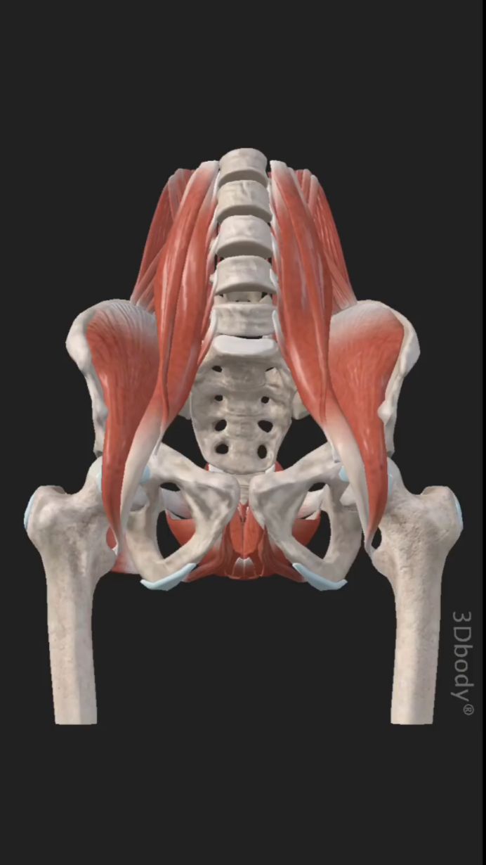 跟我一起学解剖之髂腰肌与腰椎痛和、骨盆前倾