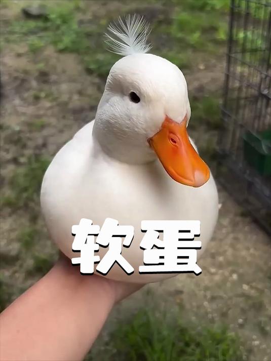 鸭子生下一枚“坏蛋”，却因女孩一个不忍心，直接逆袭成全家团宠