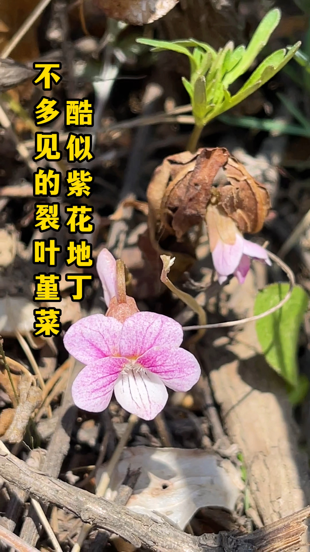 此草酷似紫花地丁,学名裂叶堇菜,没想到价值这么高,可惜越来越少了