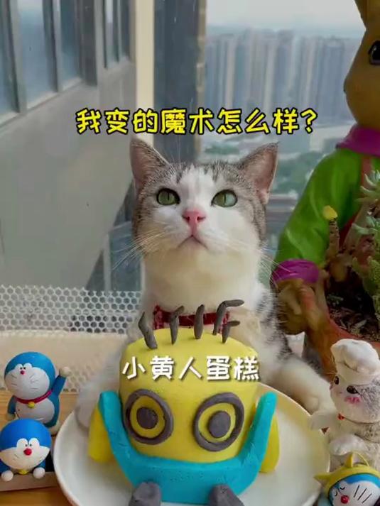 厨猫:变个小黄人蛋糕,我的魔法怎么样?#养宠治愈日常#