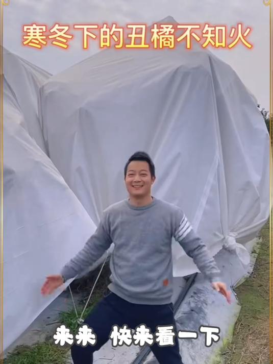 四川不知火丑橘终于上市了！香甜多汁果肉像鱼子酱一样一口爆汁