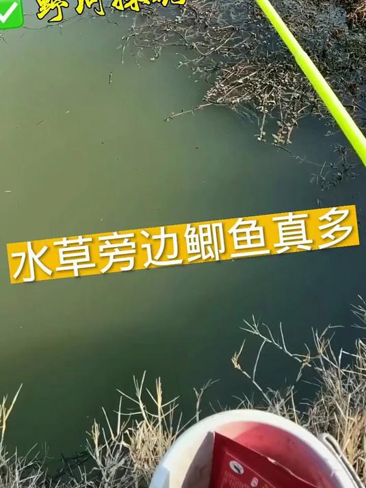 田间地头鲫鱼真多