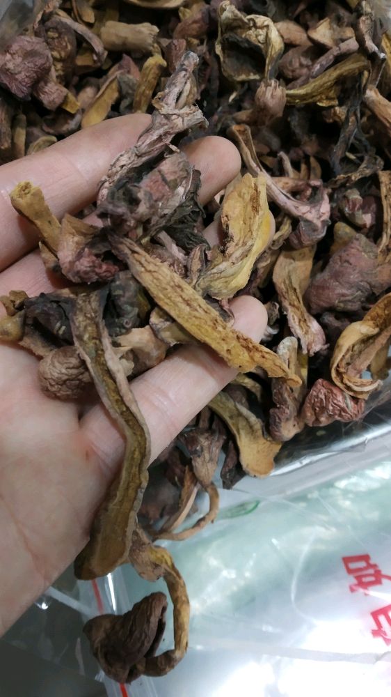 阿尔山鸡血蘑晒干了