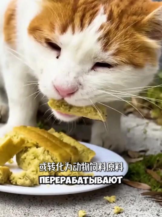金枪鱼红肉能吃吗？