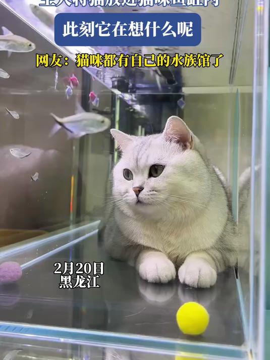 主人将猫放进猫咪鱼缸内,此刻它在想什么呢