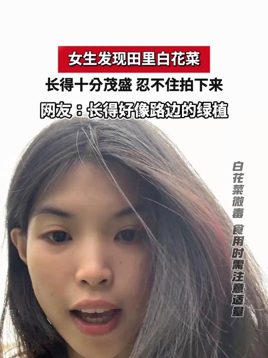女生发现田里白花菜,长得十分茂盛 忍不住拍下来