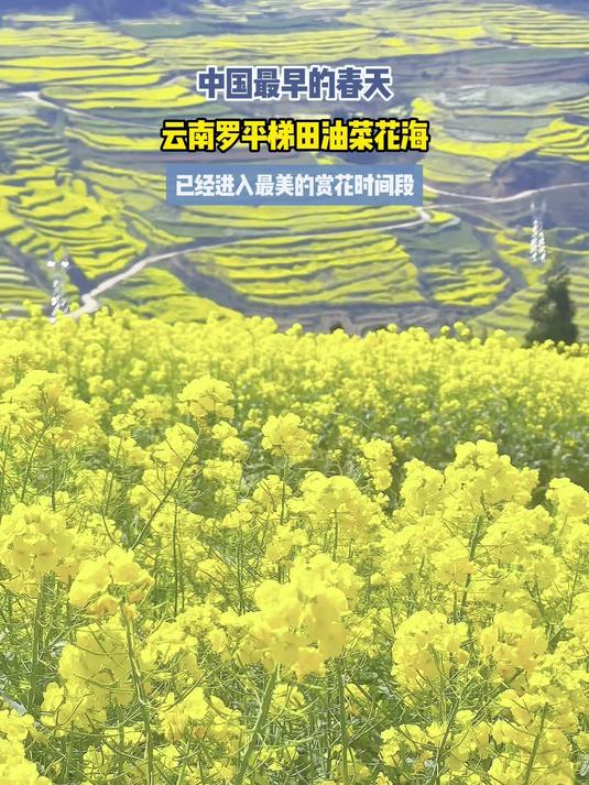 中国最早的春天,云南罗平梯田油菜花海