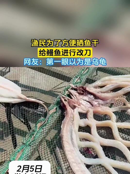 渔民为了方便晒鱼干,给鳗鱼进行改刀,网友:第一眼以为是乌龟