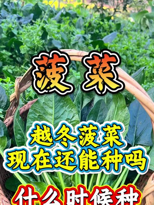 越冬菠菜现在还能种吗?什么时候种?