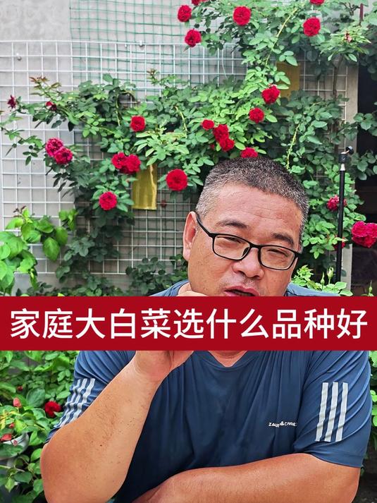 家庭大白菜选什么品种好3