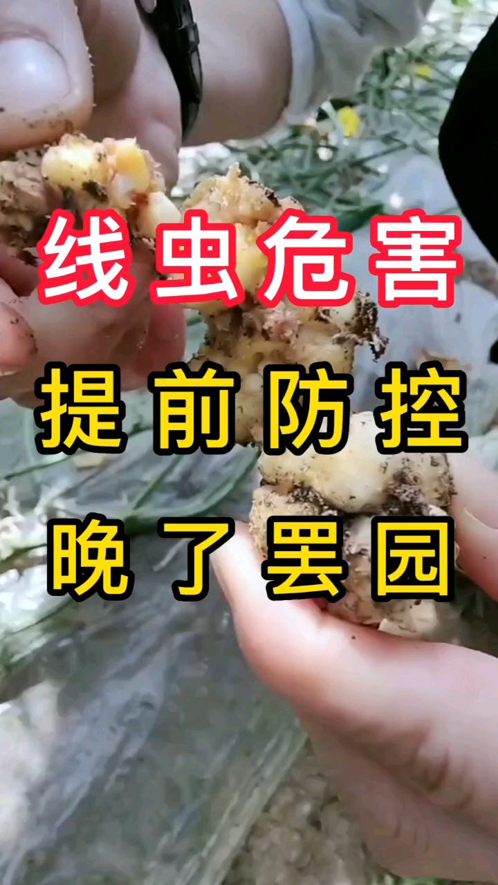 根结线虫如何防治?代替高温闷棚治疗根结线虫,效果翻倍#根结线虫