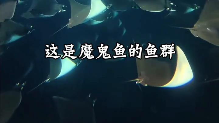九种鱼类鱼群科普介绍