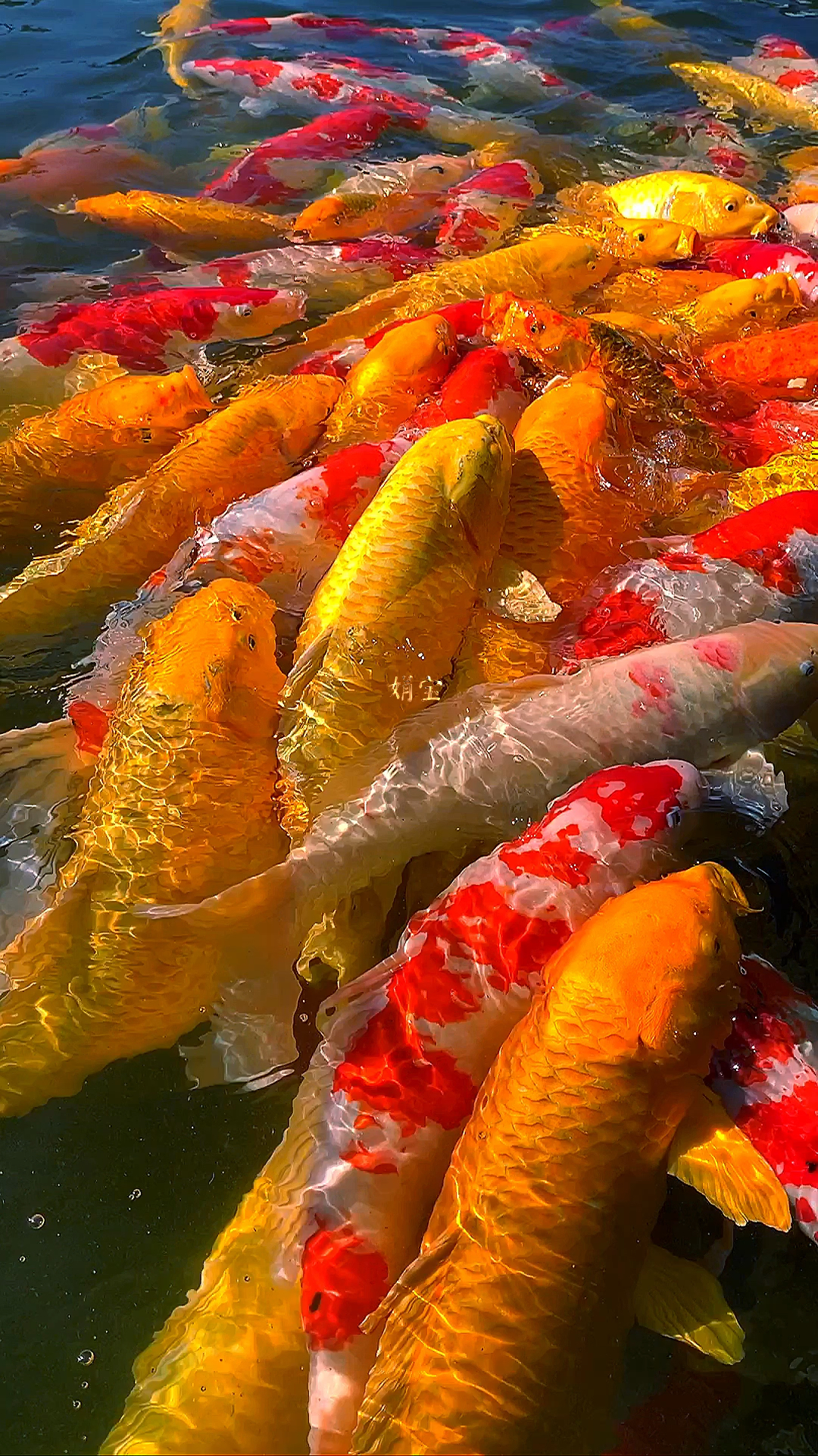 黄金招财鱼,祝你好运发财,发发发