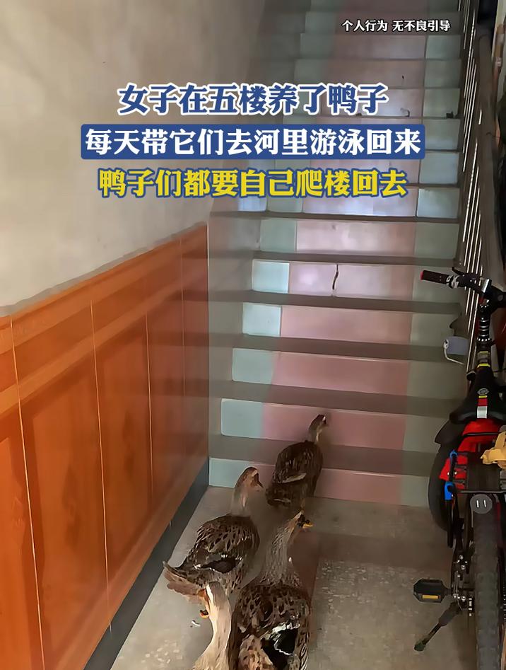 女子在五楼养了鸭子,每天带它们去河里游泳