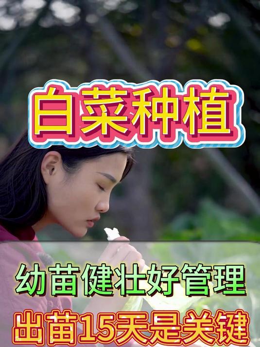 白菜种植幼苗期如何提高抗性？