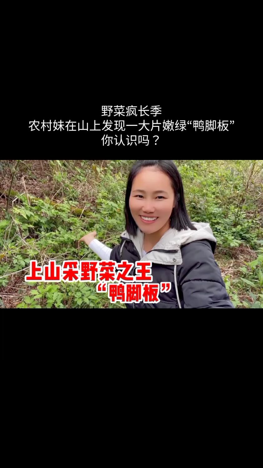 野菜疯长季,农村妹在山上发现一大片嫩绿“鸭脚板”,你认识吗?