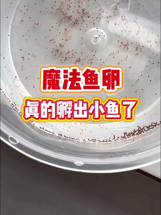 太神奇了!昨天孵化的魔法鱼卵今天就变成小鱼了!#魔法鱼##鱼卵##鱼卵孵化##孵化小鱼##