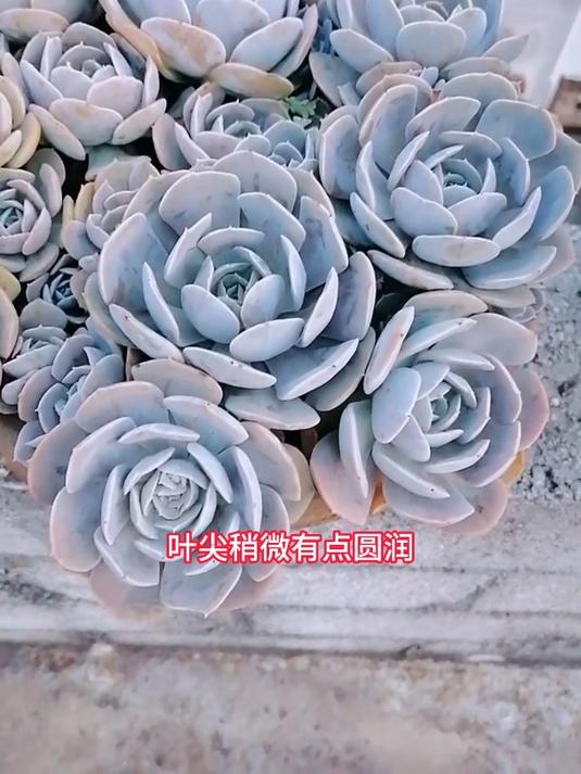 鲁氏石莲好了也挺好看哈!