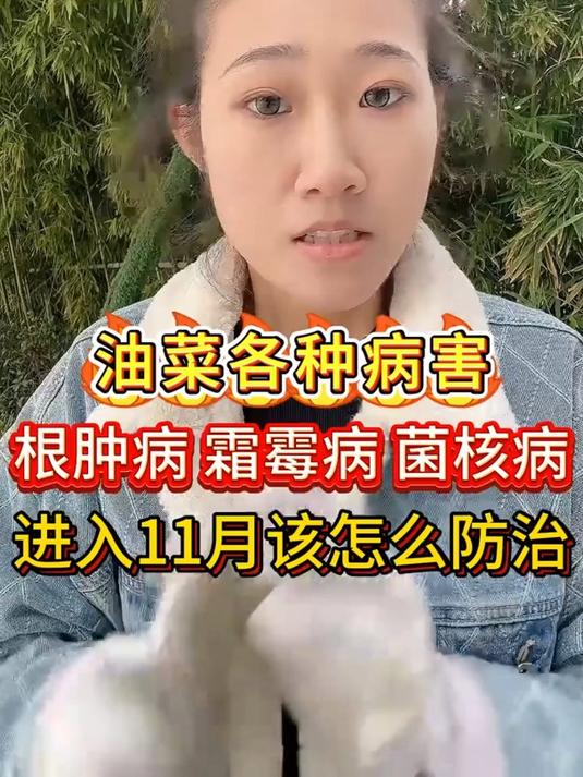 油菜各种病害,根肿病 霜霉病 菌核病,进入11月份该怎么防治