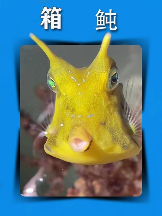 男人赶海遇到一只黏人的箱鲀,带回家后,竟博得了女友的全部宠爱