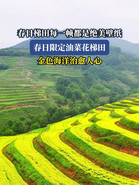 春日梯田每一帧都是绝美壁纸,限定油菜花梯田,金色海洋治愈人心