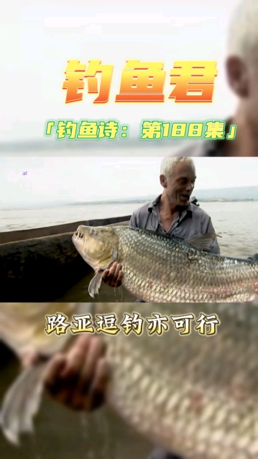 钓鱼君之钓鱼口诀:第188集(钓黄金猛鱼)鱼类百科,钓过此鱼吗