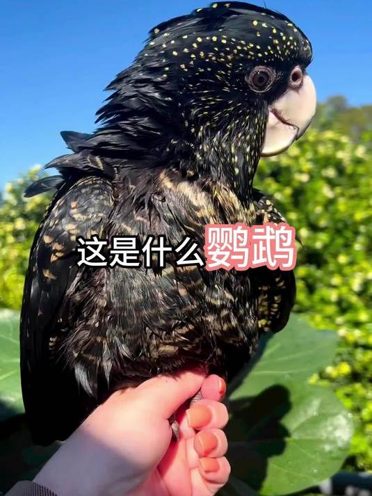 11种鹦鹉大科普,有你认识的吗?