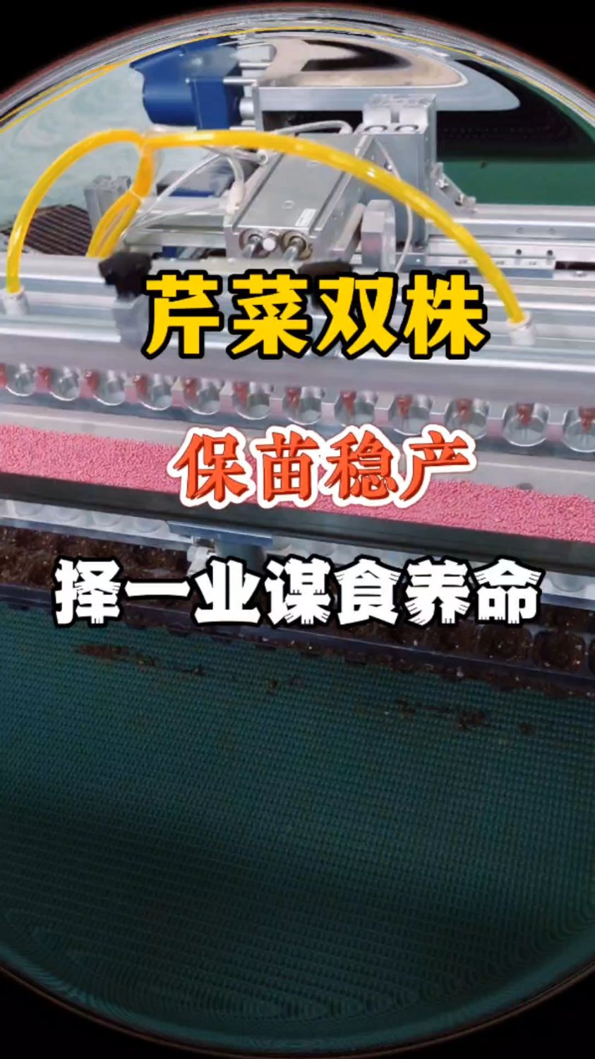 芹菜双株,保苗稳产,全自动穴盘播种机,育苗有他就够了