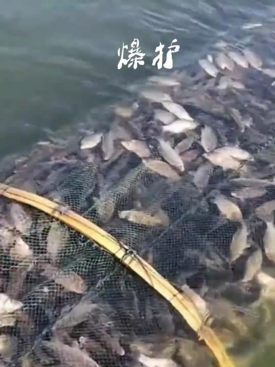 君基打窝黑米钓鱼鲫鱼鲤鱼野钓聚鱼底窝,真好用