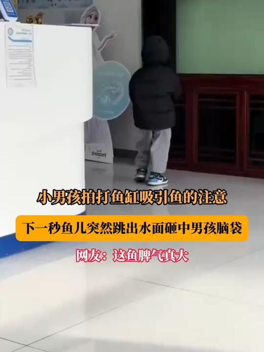 小男孩拍打鱼缸吸引鱼的注意,下一秒鱼突然跳出水面砸中男孩脑袋